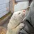 ferret